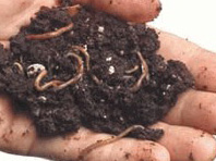 Vermicomposting