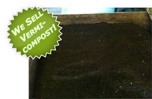 Vermicompost